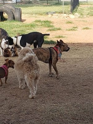 Midtown Mutts Dog Park