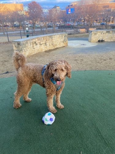 Midtown Mutts Dog Park