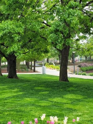 Myriad Gardens Community Dog Park