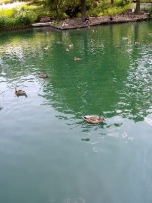 Myriad Gardens Community Dog Park