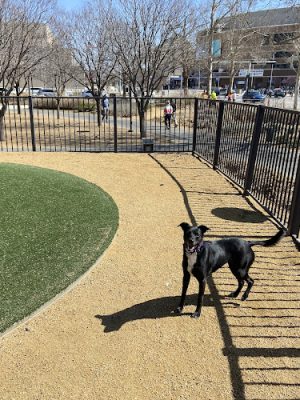 Myriad Gardens Community Dog Park