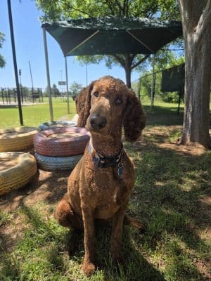 PAW OK Private Dog Park