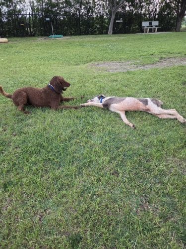 PAW OK Private Dog Park