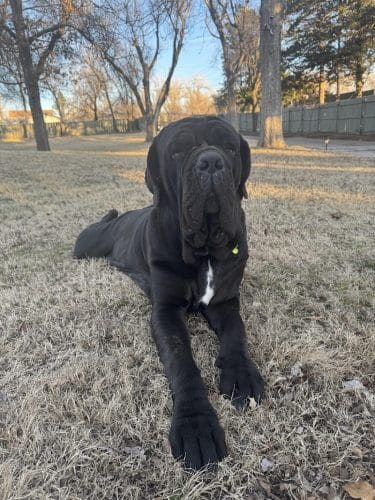 Paws, Play Park