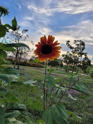 Scissortail Park