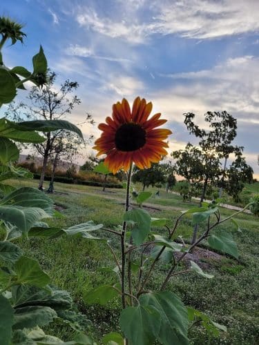 Scissortail Park