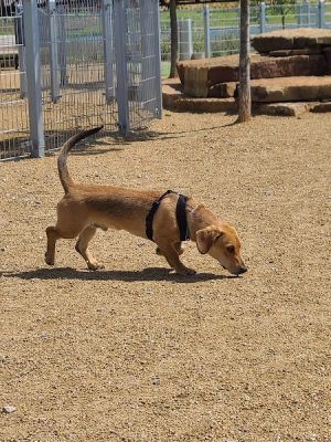 Scissortail Park Dog Park