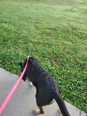 Siler Park