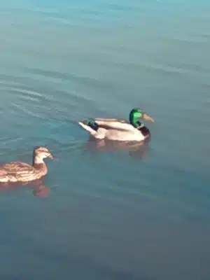"The Duck Park"