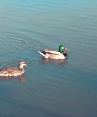 "The Duck Park"