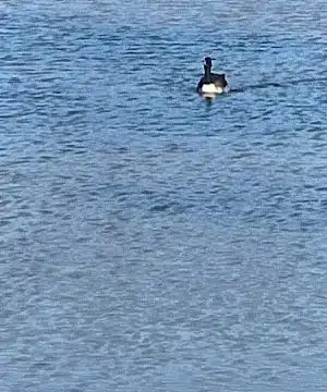 "The Duck Park"