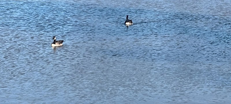 "The Duck Park" - Oklahoma City, OK