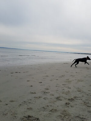Greenwich Point Beach