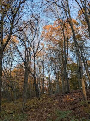 Laddins Rock Sanctuary