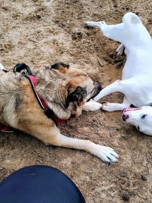Olive Bark Dog Park - Olive Branch, MS
