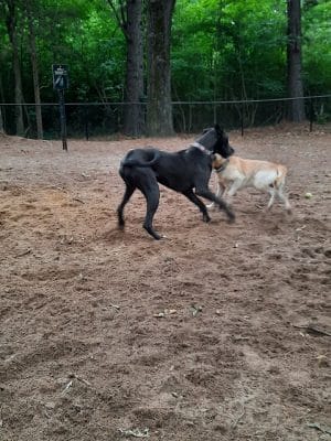 Olive Bark Dog Park - Olive Branch, MS