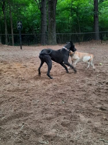 Olive Bark Dog Park