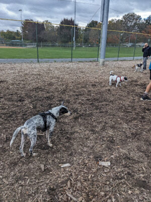 Olney Manor Recreational Park Dog Park