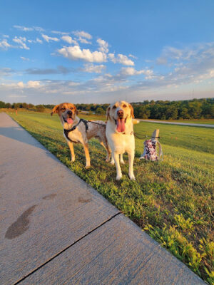 Chalco Hills Dog Exercise Area