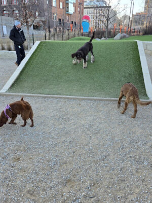 Gene Leahy Dog Park