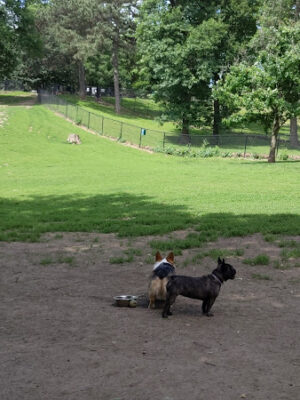 Hanscom Dog Park