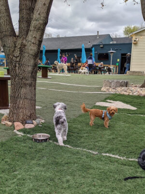 Omaha Dog Bar