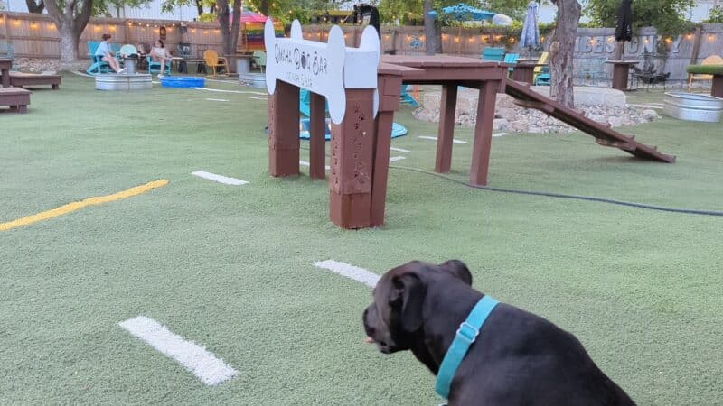 Omaha Dog Bar - Omaha, NE