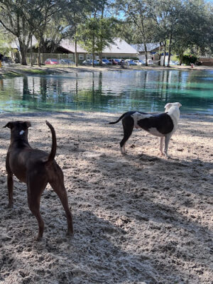 Poochie's Park