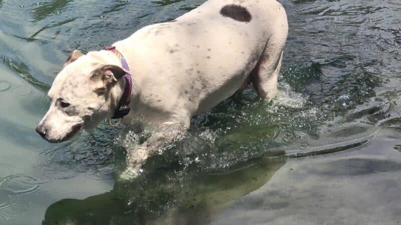 Poochie's Park - Orange Park, FL