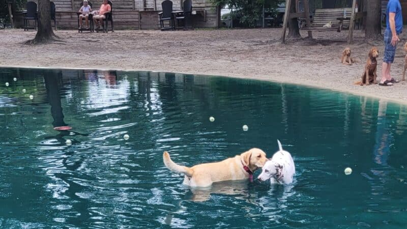 Poochie's Park - Orange Park, FL