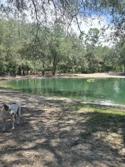 Poochie's Park - Orange Park, FL