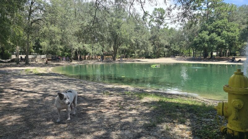 Poochie's Park - Orange Park, FL