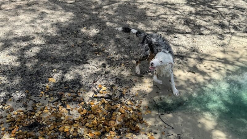 Poochie's Park - Orange Park, FL