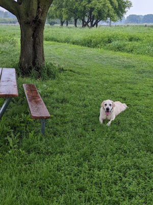 Jon Blanchard Dog Park
