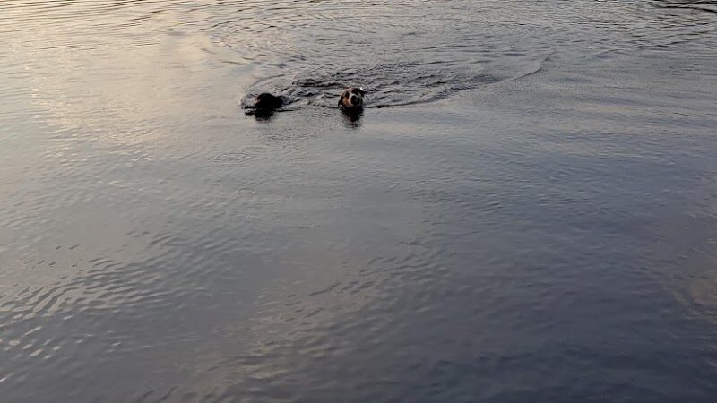 Orion Oaks Dog Park Beach - Orion Township, MI