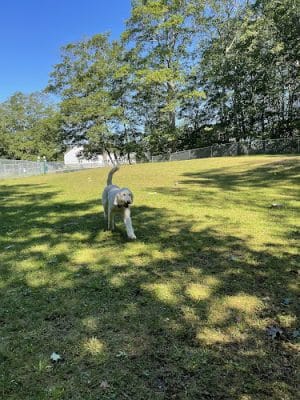 Orland Community Center Dog Park