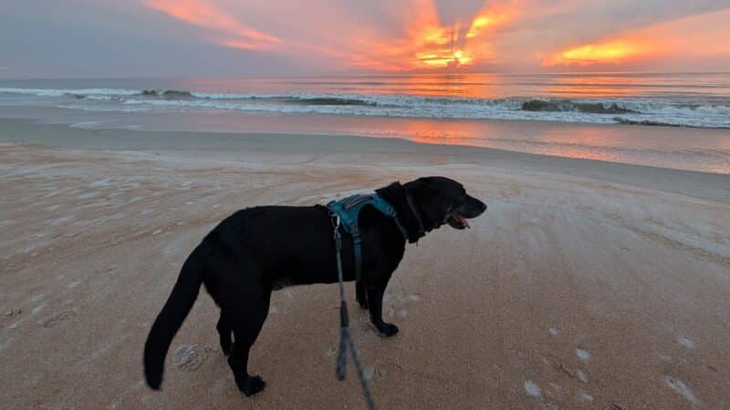 Dog-Friendly Beach Access Ormond Beach - Ormond Beach, FL