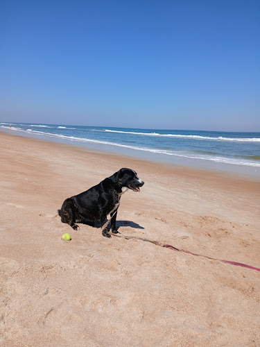 Dog Beach