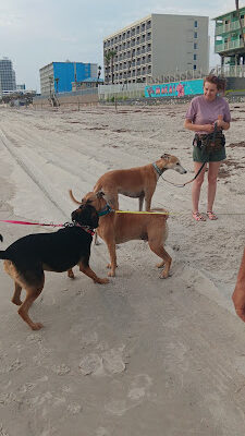 Dog-Friendly Beach Access Ormond Beach