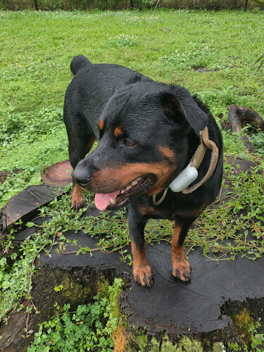 Dog Park