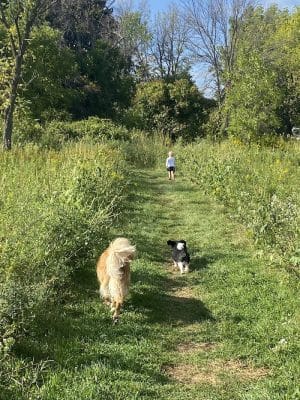 Best Friends Dog Park