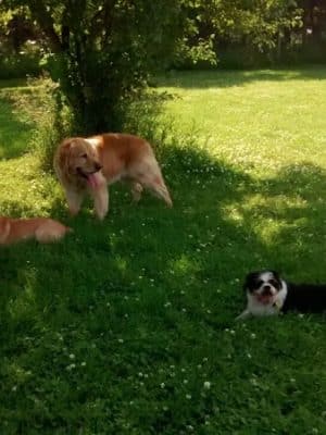 Best Friends Dog Park