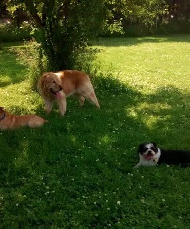 Best Friends Dog Park - Oshkosh, WI