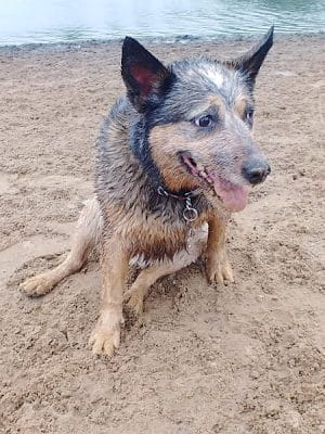Best Friends Dog Park