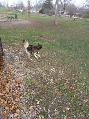 Oskaloosa Bark Park - Oskaloosa, IA