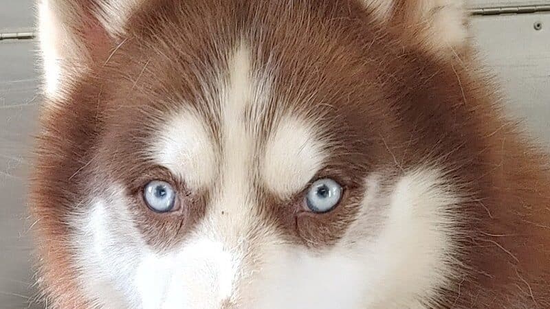 Greater Hillsdale Humane Society - Osseo,