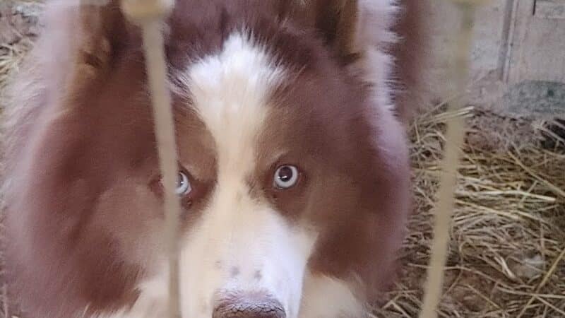 Greater Hillsdale Humane Society - Osseo,