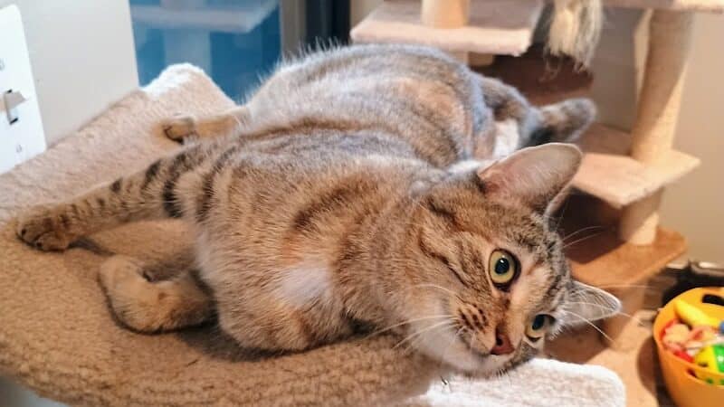 Greater Hillsdale Humane Society - Osseo,