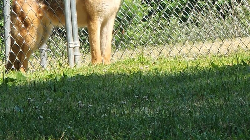 Greater Hillsdale Humane Society - Osseo,