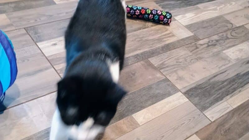 Greater Hillsdale Humane Society - Osseo,